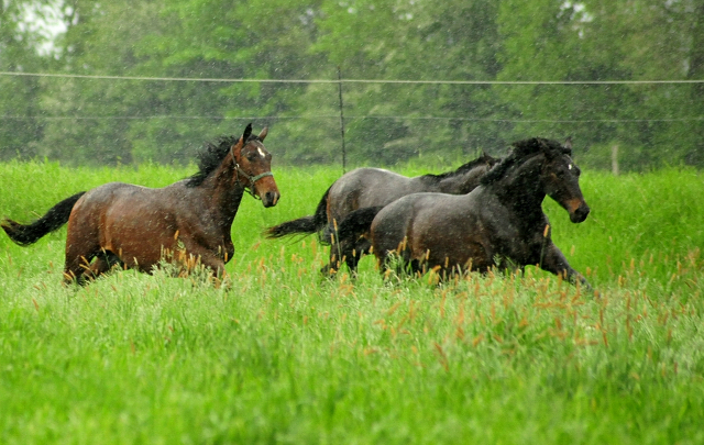 Die zweijhrigen Hengste am 18. Mai 2017 - Trakehner Gestt Hmelschenburg - Foto: Beate Langels