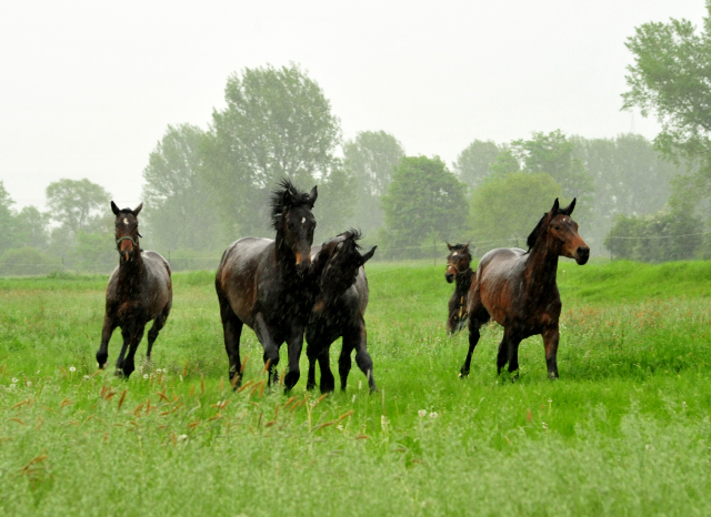 Die zweijhrigen Hengste am 18. Mai 2017 - Trakehner Gestt Hmelschenburg - Foto: Beate Langels