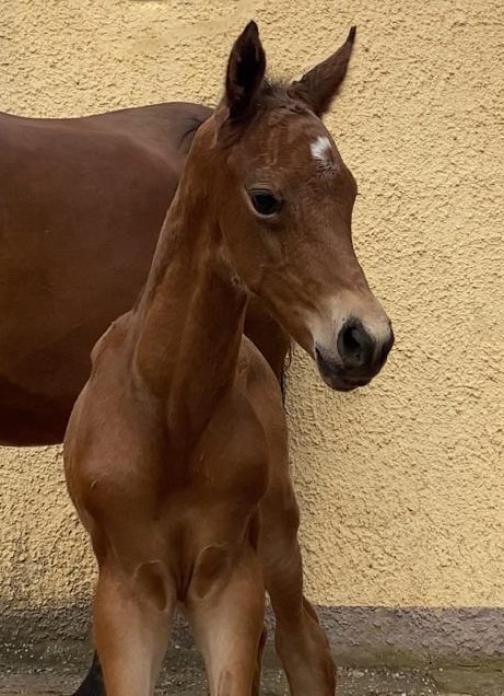 Trakehner colt by Preußen Party out of Giulietta by Saint Cyrr x Red Patrick xx - Foto Elea