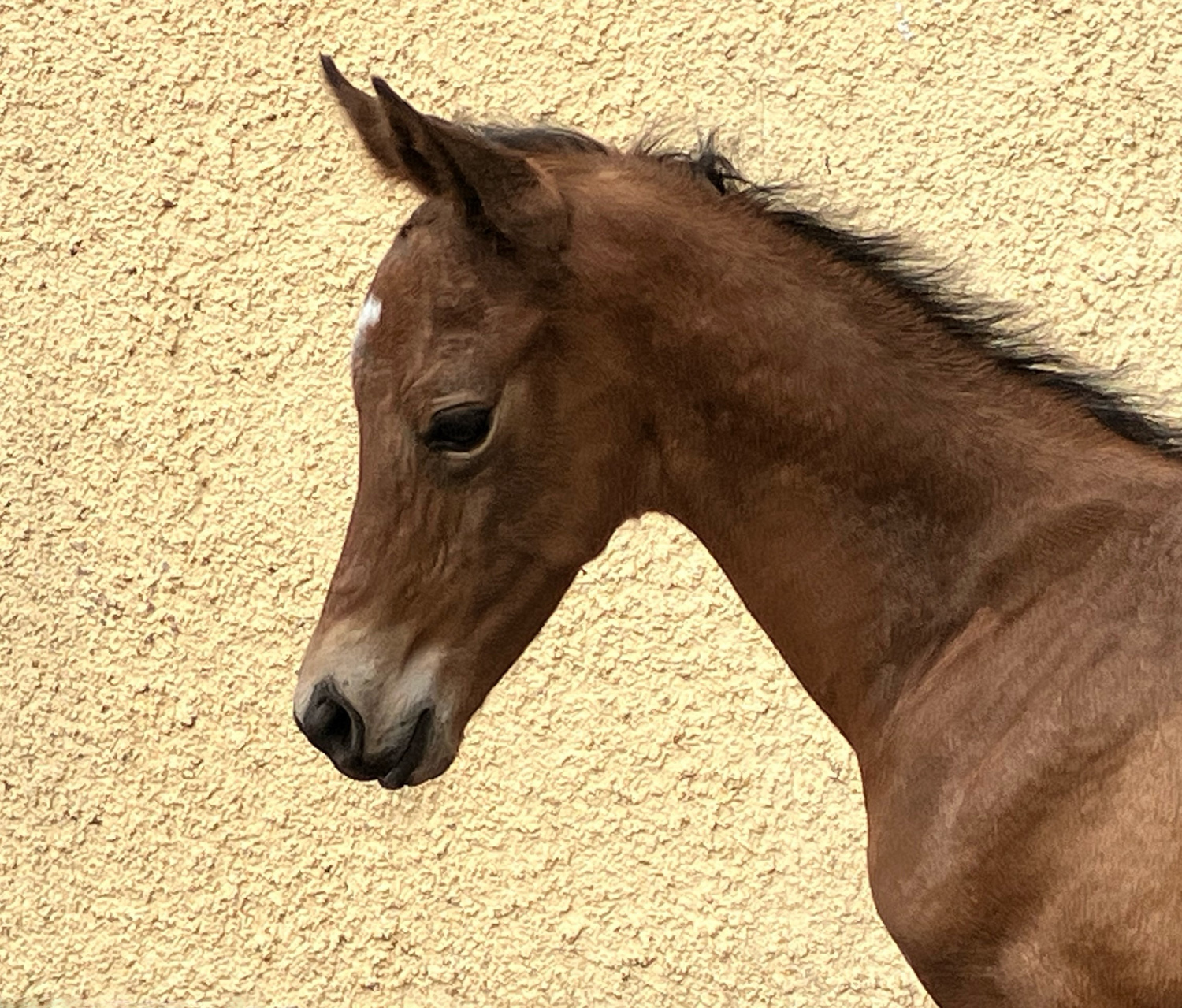 Trakehner colt by Preußen Party out of Giulietta by Saint Cyrr x Red Patrick xx - Foto Beate Langels
