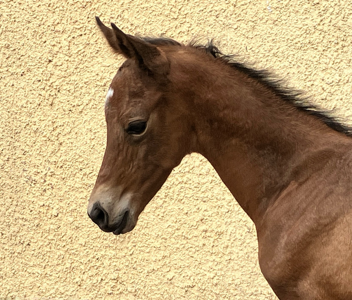 Trakehner Colt by Preußen Party x Saint Cyr - Trakehner Gest t H melschenburg - Foto: Beate Langels
