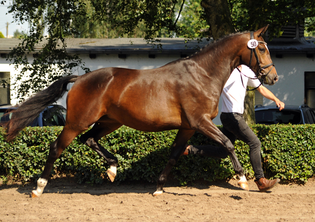 Tacyra v. Saint Cyr u.d. Pr.u.StPrSt. Tavolara v. Excusiv  - Foto: Beate Langels -  
Trakehner Gestt Hmelschenburg