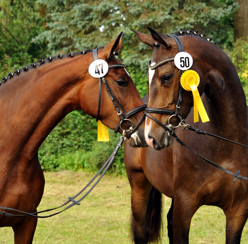 Karida und Tacyra v. Saint Cyr u.d. Pr.u.StPrSt. Tavolara v. Excusiv  - Foto: Beate Langels -  
Trakehner Gestt Hmelschenburg