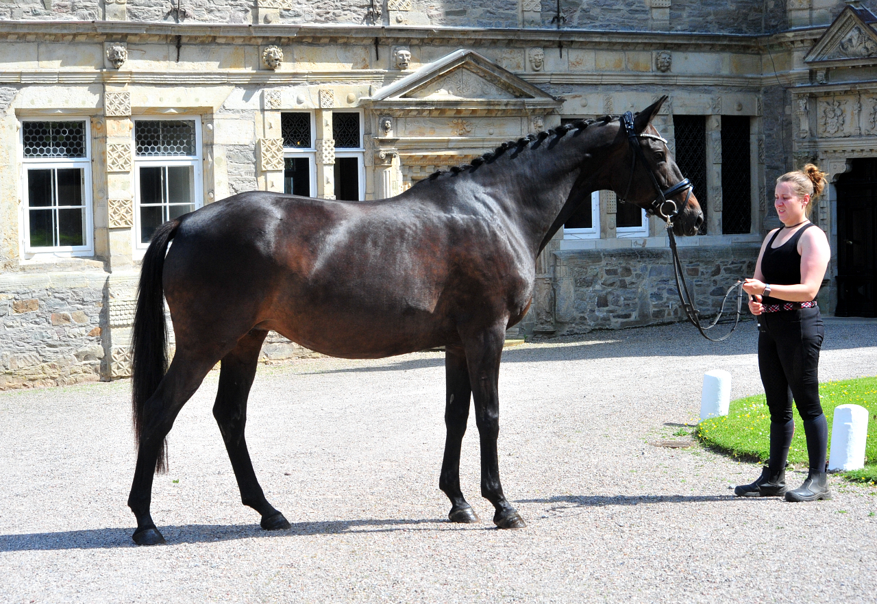 Valentine v. High Motion u.d. Elitestute Vicenza - Trakehner Gestt Hmelschenburg - Beate Langels