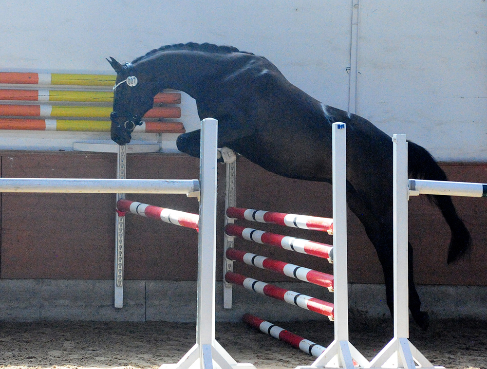 Valentine v. High Motion u.d. Elitestute Vicenza - Trakehner Gestt Hmelschenburg - Beate Langels