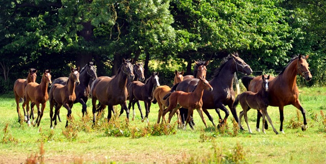 Hmelschenburger Stuten und Fohlen am 18.07.2015 - Foto Beate Langels - Gestt Hmelschenburg