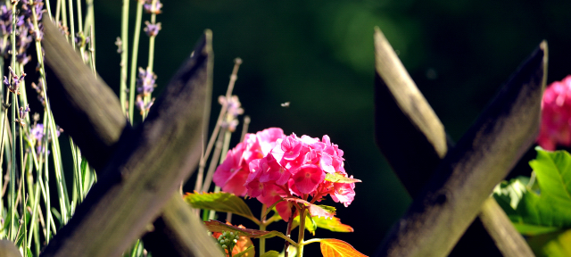Hmelschenburg  18.07.2015 - Foto Beate Langels - Gestt Hmelschenburg