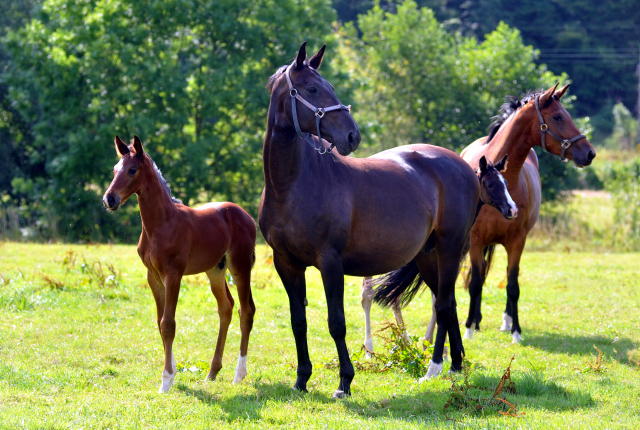 Beloved v. Kostolany mit Hengstfohlen von Oliver Twist und Giulietta v. Saint Cyr mit Stutfohlen von Alter Fritz am 18.07.2015 - Foto Beate Langels - Gestt Hmelschenburg