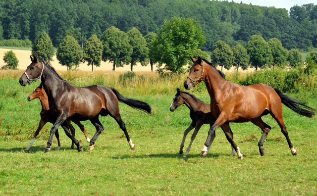 Beloved v. Kostolany mit Hengstfohlen von Oliver Twist und Giulietta v. Saint Cyr mit Stutfohlen von Alter Fritz am 18.07.2015 - Foto Beate Langels - Gestt Hmelschenburg