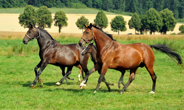 Beloved v. Kostolany mit Hengstfohlen von Oliver Twist und Giulietta v. Saint Cyr mit Stutfohlen von Alter Fritz am 18.07.2015 - Foto Beate Langels - Gestt Hmelschenburg