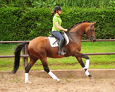 Juli 2019 - Impressionen - Trakehner Gestt Hmelschenburg 2019 - Foto: Beate Langels