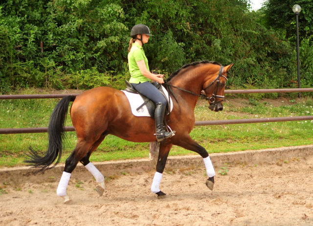 HLP-Sieger und Reservesieger High Motion von Saint Cyr - geritten von Pia Elger
 Trakehner Gestt Hmelschenburg - Foto: Pia Elger