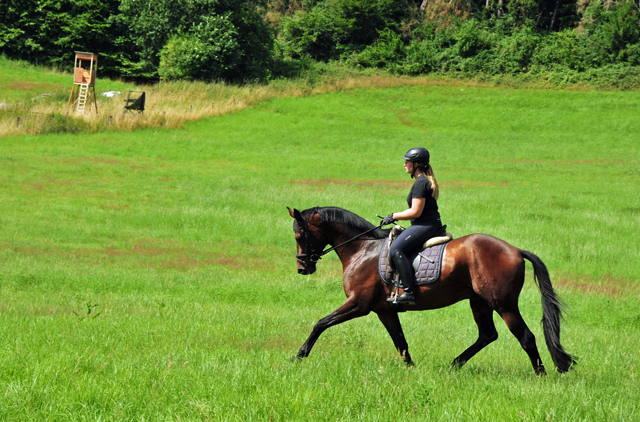 3jhriger Trakehner Hengst Karakallis v. High Motion  - Foto: Beate Langels - Trakehner Gestt Hmelschenburg