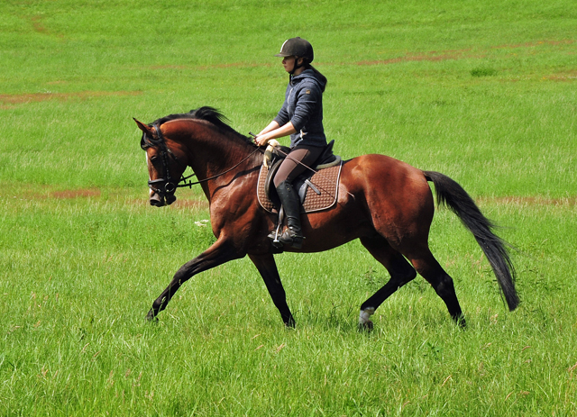 High Motion von Saint Cyr x Summertime  - Foto: Beate Langels - Trakehner Gestt Hmelschenburg