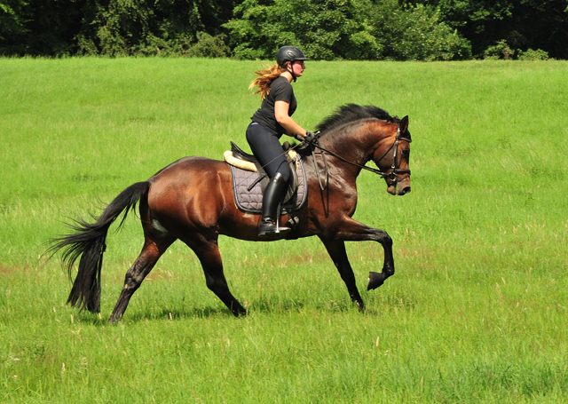 3jhriger Trakehner Hengst Karakallis v. High Motion  - Foto: Beate Langels - Trakehner Gestt Hmelschenburg