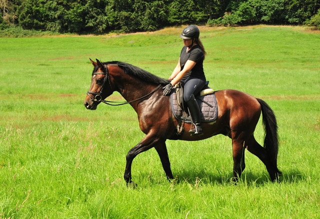 3jhriger Trakehner Hengst Karakallis v. High Motion  - Foto: Beate Langels - Trakehner Gestt Hmelschenburg