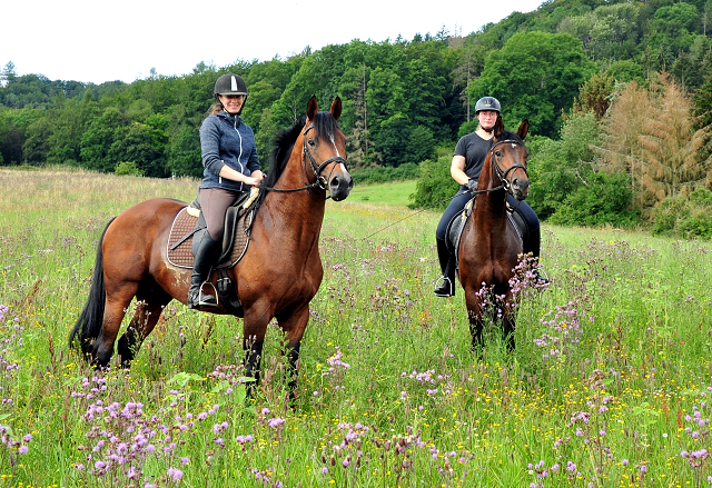 High Motion und sein Sohn Karakallis - Foto: Beate Langels - Trakehner Gestt Hmelschenburg