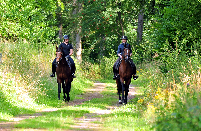 High Motion und sein Sohn Karakallis - Foto: Beate Langels - Trakehner Gestt Hmelschenburg