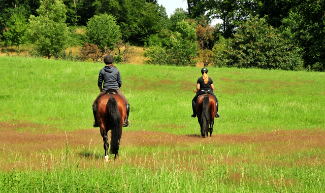 High Motion und sein Sohn Karakallis - Foto: Beate Langels - Trakehner Gestt Hmelschenburg