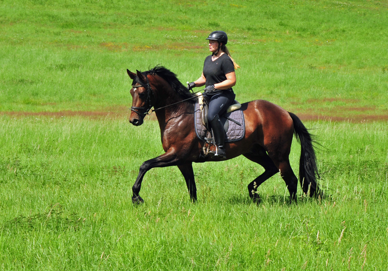 3jhriger Trakehner Hengst Karakallis v. High Motion - Foto: Beate Langels - Trakehner Gestt Hmelschenburg