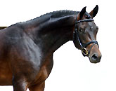 Everio - v. Summertime u.d. Erina v. Caprimond