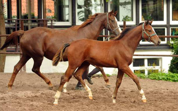 Karmina - Stutfohlen von Singolo u.d. Pr. u. StPrSt. Klassic v. Freudenfest u.d. Elitestute Kassuben v. Enrico Caruso - Trakehner Gestt Hmelschenburg - Beate Langels