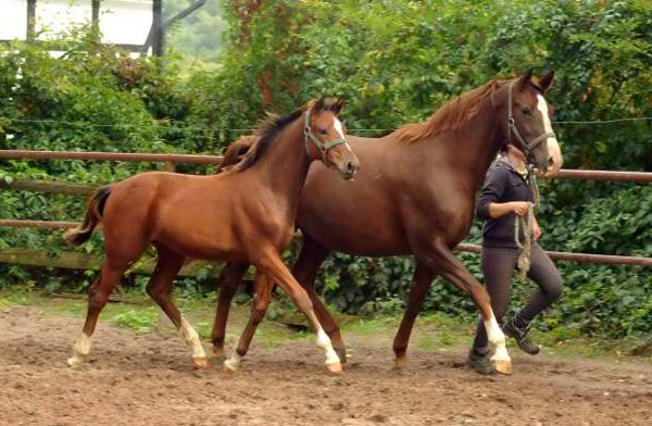 Karmina - Stutfohlen von Singolo u.d. Pr. u. StPrSt. Klassic v. Freudenfest u.d. Elitestute Kassuben v. Enrico Caruso - Trakehner Gestt Hmelschenburg - Beate Langels