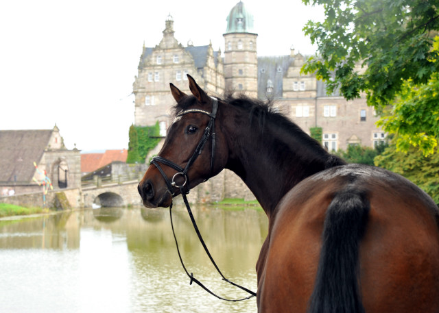 4jhriger Trakehner Wallach von Shavalou u.d. Kalidah Jamal v. Manhattan - Foto Beate Langels