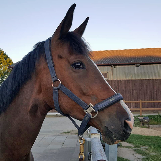 Glimmer - Glimmer von Saint Cyr u.d. Pr.u.StPrSt. Grace Note v. Alter Fritz - Gestt Schplitz