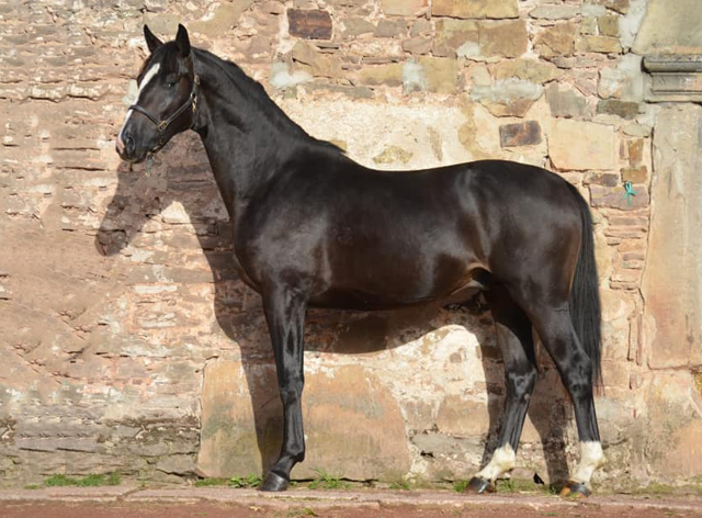 2jhriger Oldenburger Hengst von De Niro u.d. Schwalbendiva v. Totilas
 - Trakehner Gestt Hmelschenburg - Beate Langels - Foto: Pia Elger