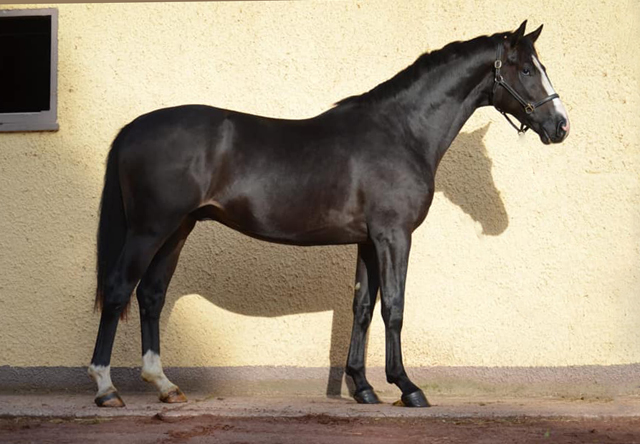 2jhriger Oldenburger Hengst von De Niro u.d. Schwalbendiva v. Totilas
 - Trakehner Gestt Hmelschenburg - Beate Langels - Foto: Pia Elger