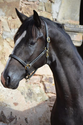 2jhriger Oldenburger Hengst von De Niro u.d. Schwalbendiva v. Totilas
 - Trakehner Gestt Hmelschenburg - Beate Langels - Foto: Pia Elger