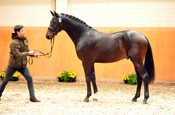 Trakehner Hengst von Saint Cyr u.d. Pr.St. Under the moon v. Easy Game - Herzkristall , Foto: Beate Langels - Trakehner Gestt Hmelschenburg