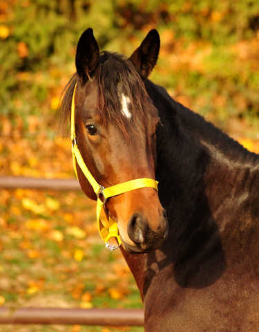 Gelding by Oliver Twist out of Thirica by Enrico Caruso - Trakehner Gestt Hmelschenburg - Beate Langels