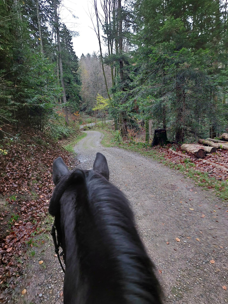 Kaiserglck von Shavalou - Trakehner Gestt Hmelschenburg - 
copyright by Beate Langels