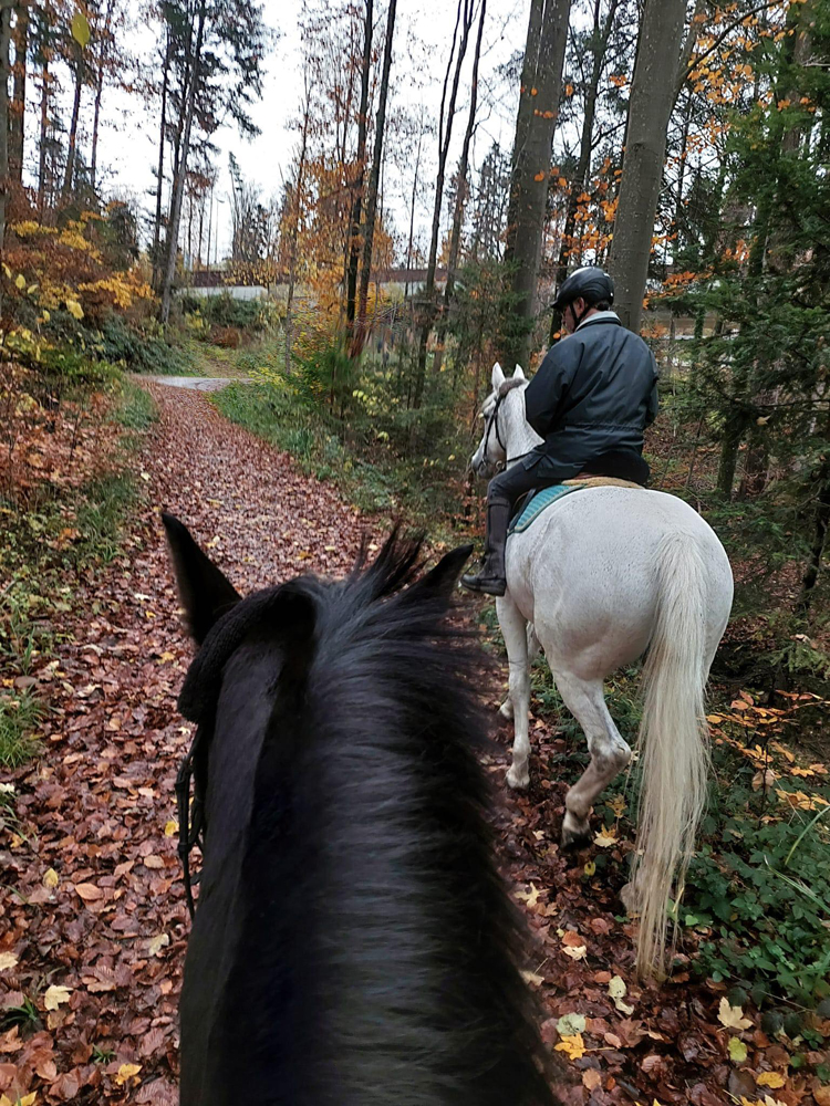 Kaiserglck von Shavalou - Trakehner Gestt Hmelschenburg - 
copyright by Beate Langels