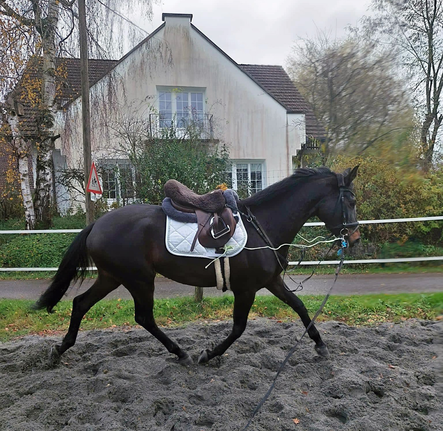 Kaiserglck von Shavalou - Trakehner Gestt Hmelschenburg - 
copyright by Beate Langels