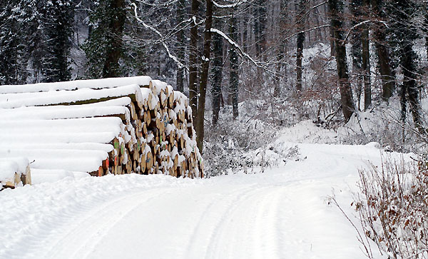 Ein Winterspaziergang am 4. Advent im Trakehner Gestt Hmelschenburg, Foto: Beate Langels