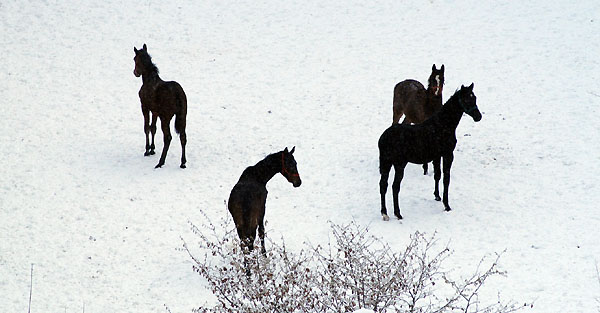 Ein Winterspaziergang am 4. Advent im Trakehner Gestt Hmelschenburg, Foto: Beate Langels