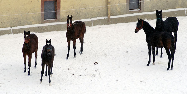Ein Winterspaziergang am 4. Advent im Trakehner Gestt Hmelschenburg, Foto: Beate Langels