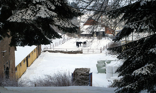 Ein Winterspaziergang am 4. Advent im Trakehner Gestt Hmelschenburg, Foto: Beate Langels