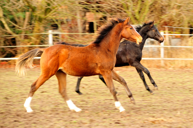 18. Oktober 2016 - Stutfohlen von Saint Cyr u.d. Princess B von Coriander - Foto: Beate Langels