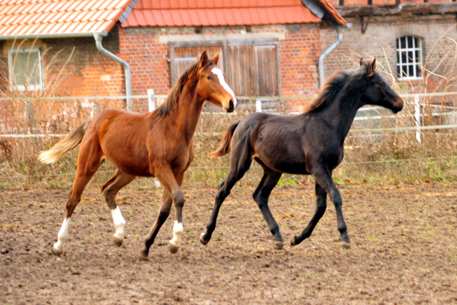 18. Oktober 2016 - Hengstfohlen von Saint Cyr u.d. My Hope v. Contender - Foto: Beate Langels