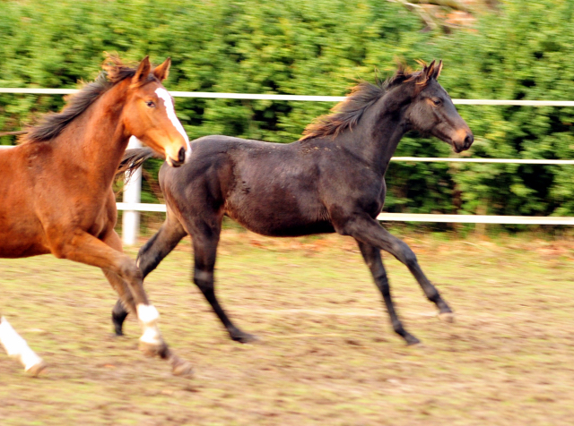 18. Oktober 2016 - Hengstfohlen von Saint Cyr u.d. My Hope v. Contender - Foto: Beate Langels