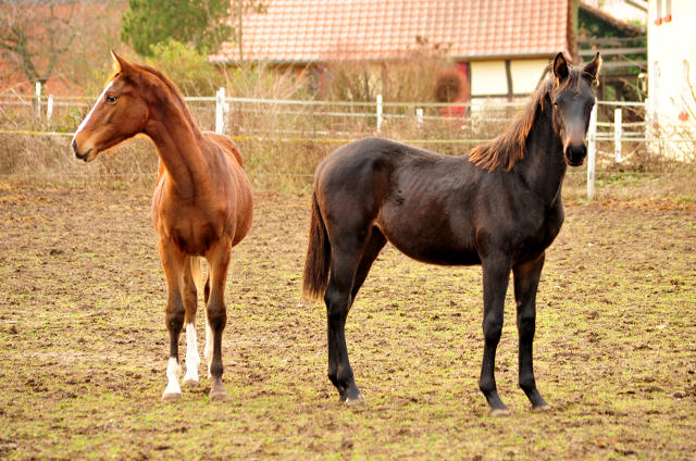 18. Oktober 2016 - Hengstfohlen von Saint Cyr u.d. My Hope v. Contender - Foto: Beate Langels