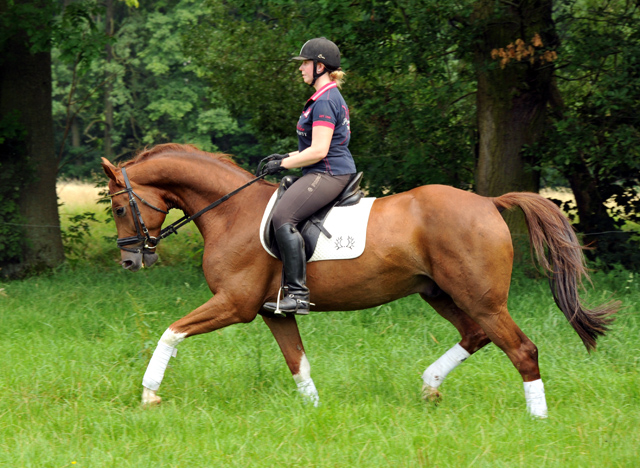  5jhriger Wallach von Fidertanz - Foto: Beate Langels
