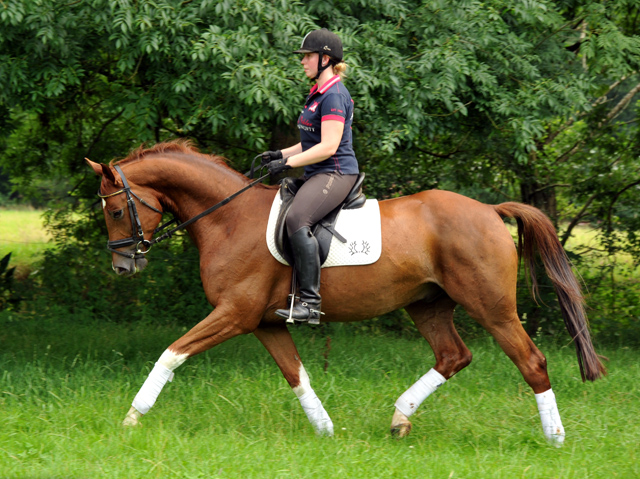  5jhriger Wallach von Fidertanz - Foto: Beate Langels