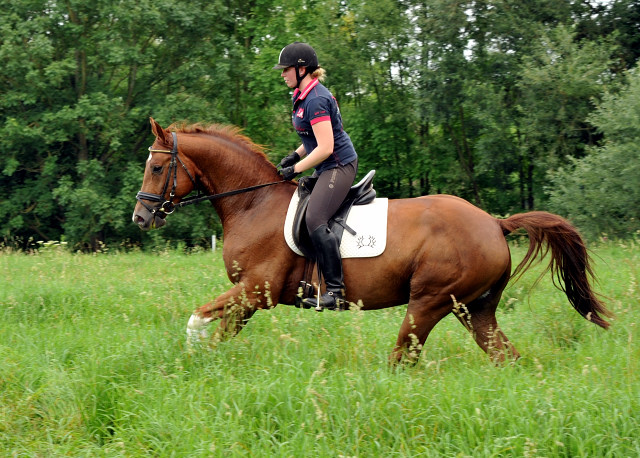  5jhriger Wallach von Fidertanz - Foto: Beate Langels