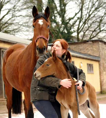 16 Stunden alt: Stutfohlen von Honor du Soir u.d. Karena v. Freudenfest - 18. Februar 2016  - Foto: Beate Langels -
Trakehner Gestt Hmelschenburg