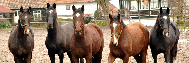 Die 2jährigen Hengste - 18. Februar 2016 - Foto: Beate Langels -
Trakehner Gestüt Hämelschenburg